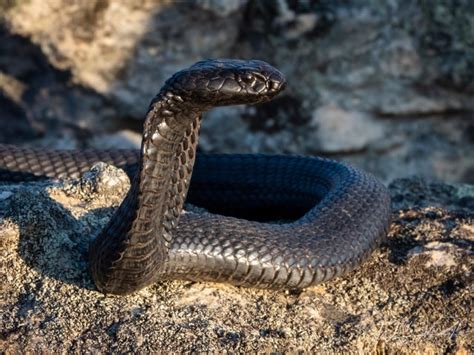 Black Spitting Cobra Naja Nigricincta Woodi From The Cederberg South