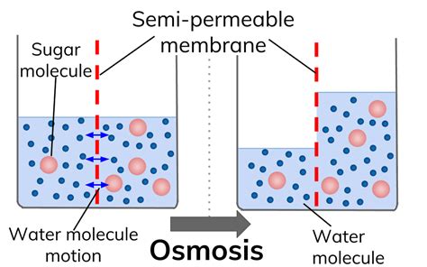 What Is The Difference Between Simple Diffusion And Osmosis Socratic