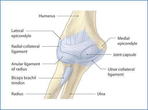 Radial collateral ligament of elbow joint. Cubital Fossa and Elbow Joint | Basicmedical Key