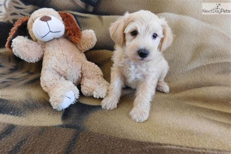 Bradley Schnoodle Puppy For Sale Near Dubuque Iowa