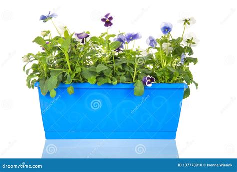 Blue Pot With Pansies Stock Photo Image Of Background 137773910