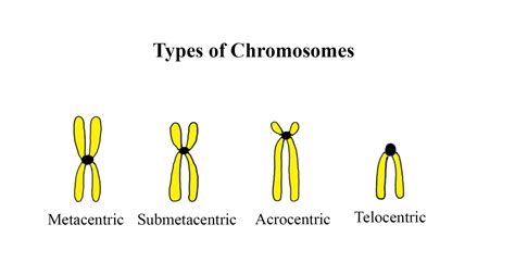 Centromere Types