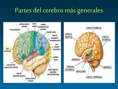 Partes Del Cerebro Humano