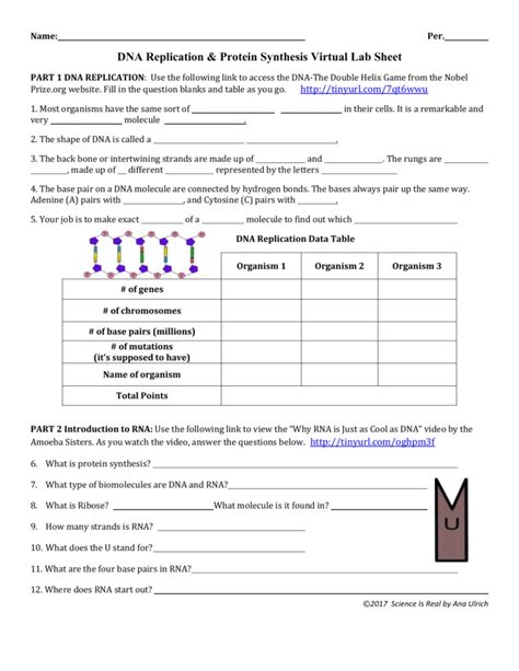 What do the letters dna stand for? Dna Replication And Protein Synthesis Worksheet Answer Key ...