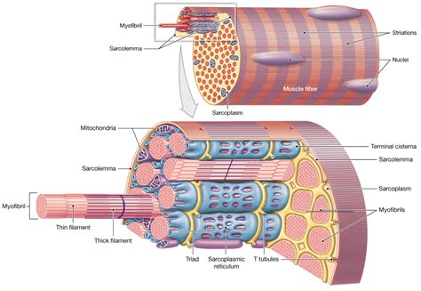 103 Skeletal Muscle Fibers Are Organized Into Repeating Functional