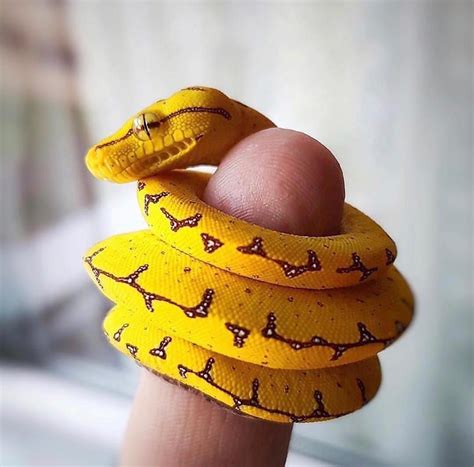Is This The Smallest Snake Youve Seen 😍 Photo By Paul Fleseriu
