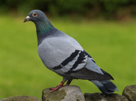 The Meaning And Symbolism Of The Word Pigeons
