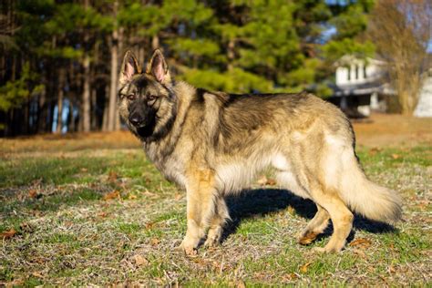 Shiloh Shepherd Your Complete Guide Dog Academy