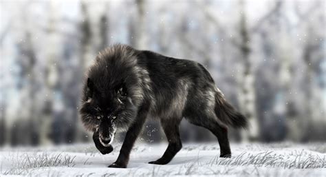 With tenor, maker of gif keyboard, add popular wolf howling black and white animated gifs to your conversations. Black Timber Wolf - Massimo Righi