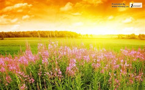 1920x1080px Beautiful Summer Scenery Wallpaper Wallpapersafari