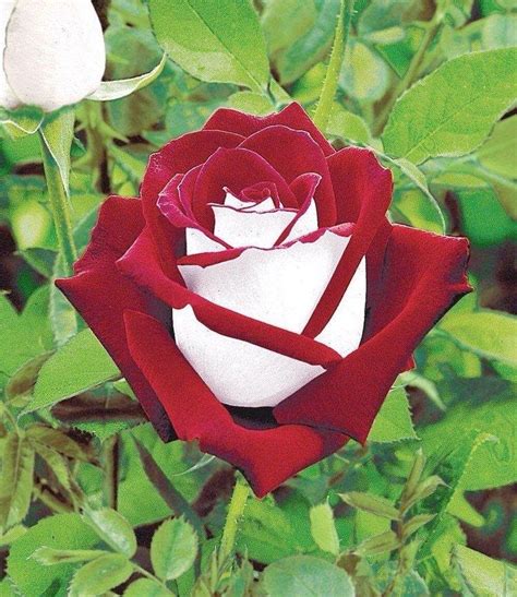 This Rare Rose Has Both Red And White Petals And Itll Light Up Your