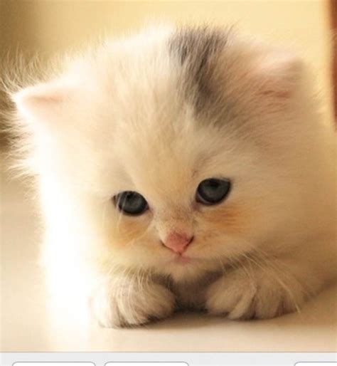 One Of The Cutest Kitten Ever ♥ Adorable Pets ♥ Pinterest