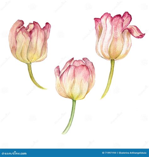 Set Of Watercolor Pink Tulips Stock Illustration Illustration Of