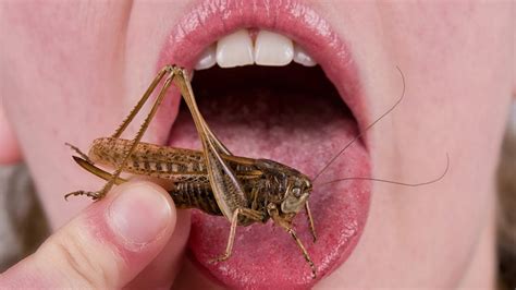 People Eat Insects For The First Time Youtube