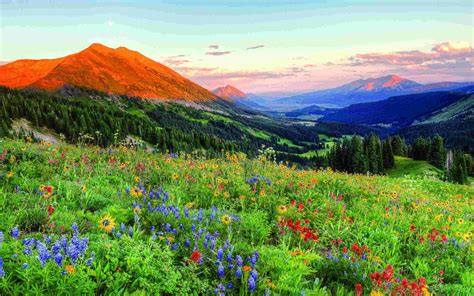 Crested Butte Colorado Wild Spring Flowers Landscape Desktop Wallpaper