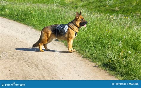 German Shepherd On Walk In Wild Stock Photo Image Of Regimentation