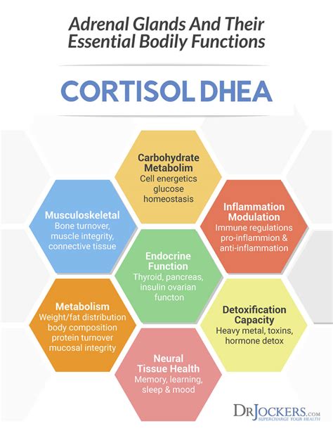 What does cortisol do to the body if its levels decline too low? The 7 Key Phases of Adrenal Fatigue - DrJockers.com
