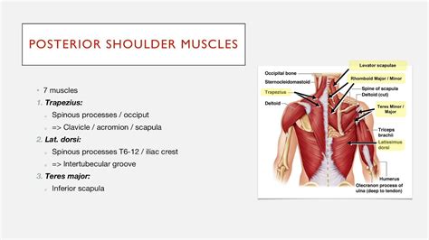 Related online courses on physioplus. Posterior Shoulder Muscles: Structure - YouTube