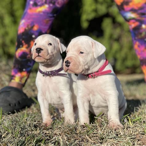 Dogo Argentino Puppies — Triple M Dogo