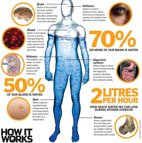 The percentage of body weight that is water is higher (70%) at birth and in early childhood. The wonders of water: How is this chemical the key to life ...
