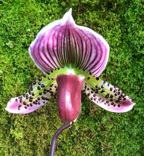 Once there search for the plants on the west side of this area. Slipper-orchid: Paphiopedilum sanderianum.