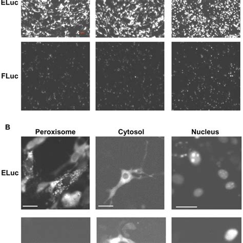 Representative Luminescence Ccd Images Of Subcellular Targeted Eluc And
