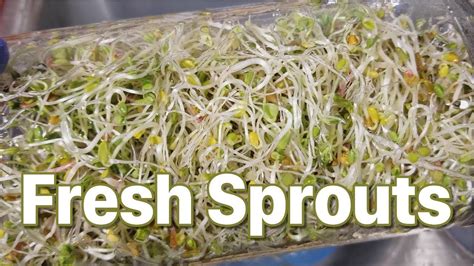 Grow Your Own Sprouts Easily With The Glass Jar Method Youtube