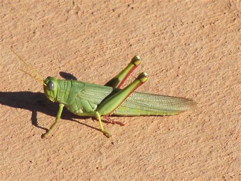 Large Green Grasshopper Schistocerca Shoshone Bugguidenet