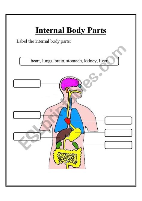 Internal Parts Of The Body Images 16 Best Body Parts Images On