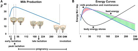 Frontiers Go With The Flow—biology And Genetics Of The Lactation