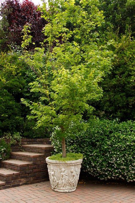 Small Trees For Garden Artofit