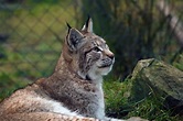 Lux Foto & Bild | tiere, zoo, wildpark & falknerei, säugetiere Bilder ...