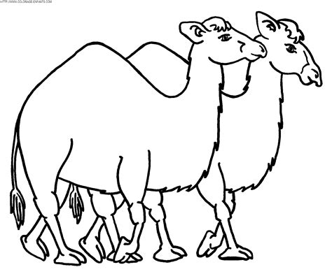 Dibujo Camellos A Colorear Paginas De Dibujos Animales Para Los Ninos