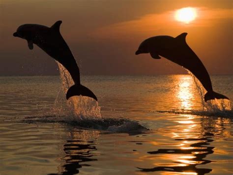 Silhouettes Of Jumping Bottlenose Dolphins Obrazarnacz