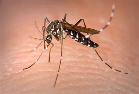 Protect Yourself From The Zika Virus With Mosquito Control Campbell