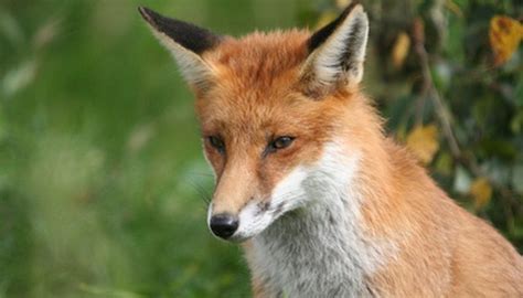 Will a fox eat a cat. Fox Hunting & Eating Habits | Sciencing