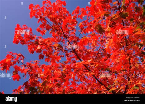 Norway Maple Foliage In Autumn Stock Photo Alamy