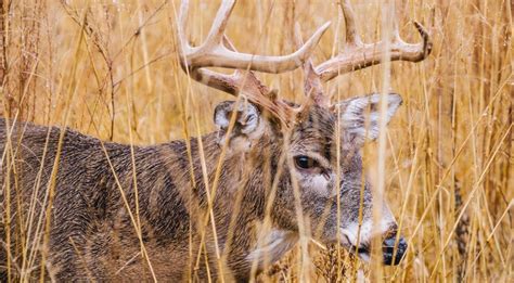 Hunter Dies After Being Attacked By Deer In Arkansas