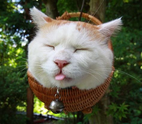 Cute And Lovable Sleeping Cat Photographs Incredible Snaps