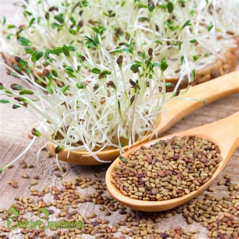 Certified Organic Alfalfa Seeds Seeds For Sprouting For The Home