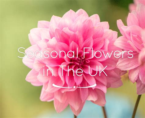 There are many varieties, so make sure you buy one that's a perennial that will survive winters in your region. British Seasonal Flowers | Flower Press