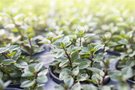 Black Mint Growing In The Plant Pot Organic Herb Garden Stock Image