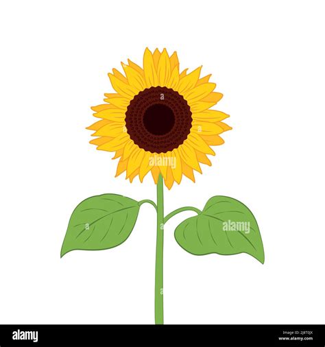 Sunflower Illustration With Green Leaf Isolated On White Stock Vector