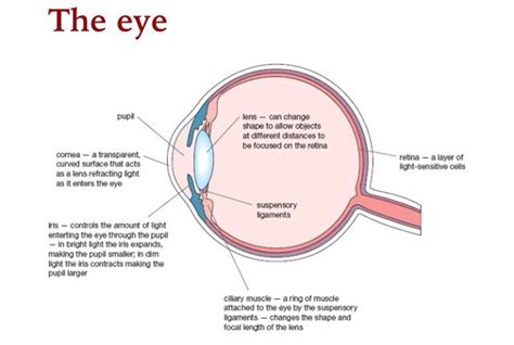 The Structure Of The Eye Gcse Revision Eyes Aqa