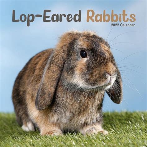 Lop Eared Rabbits Kalender 2022