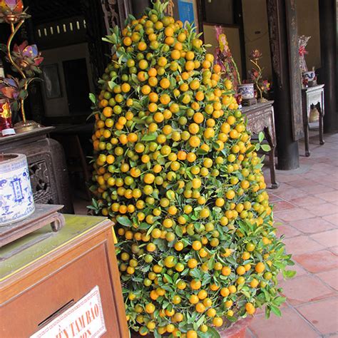 Vietnamese Fruit Trees