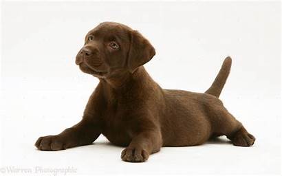 Labrador Chocolate Retriever Pup Lab Clipart Puppy