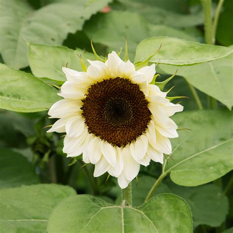 Sunflower Procut White Nite Seeds Nz Emerden