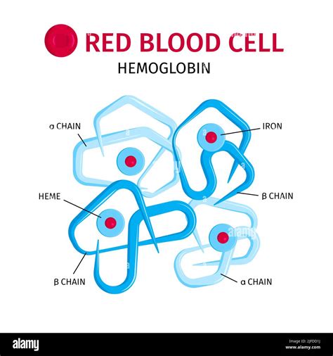 Red Blood Cells Hemoglobin Molecule Chains And Iron Containing Rings