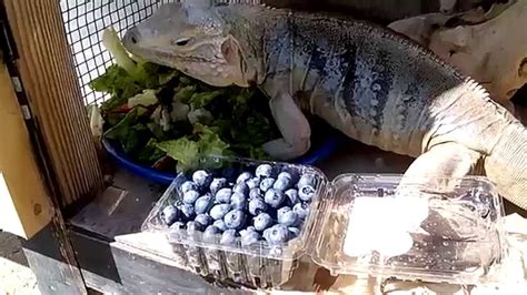 Шарлотта айянна, кристин бауэр, у. Blue Iguana Eating Blueberries - YouTube